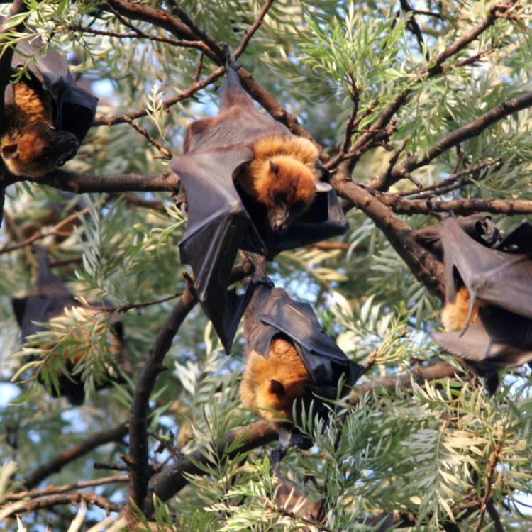 The Fascinating World of the Golden Crowned Flying Fox