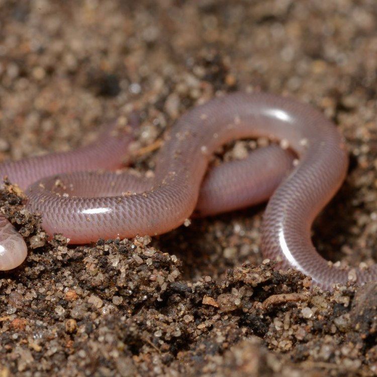 The Fascinating World of the Blind Snake