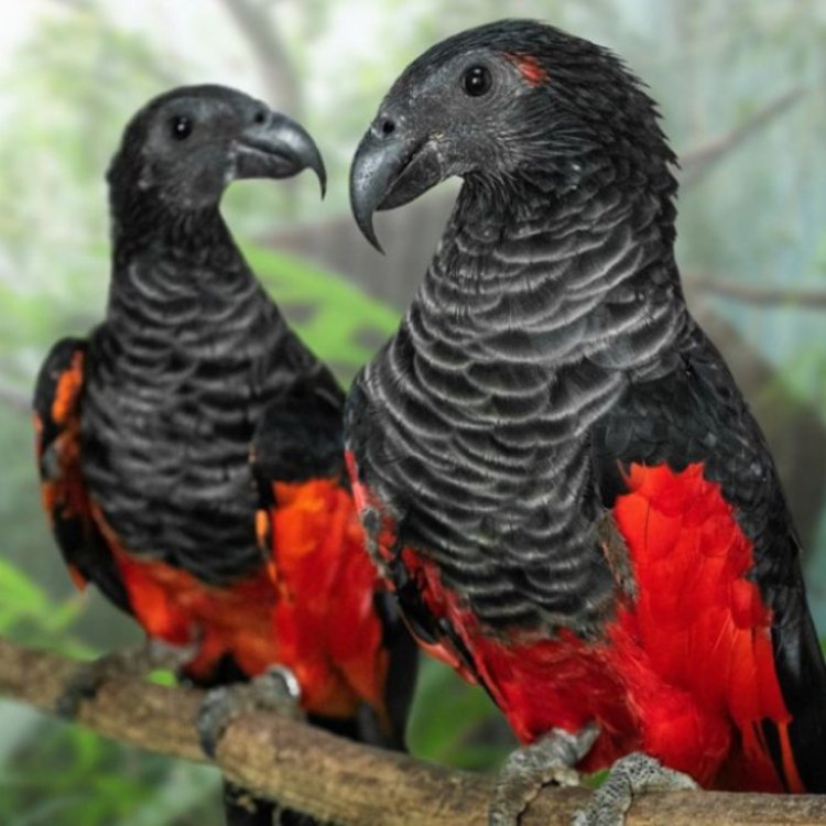 The Pesquets Parrot: A Colorful and Unique Species of Parrot in the Indonesian Rainforests