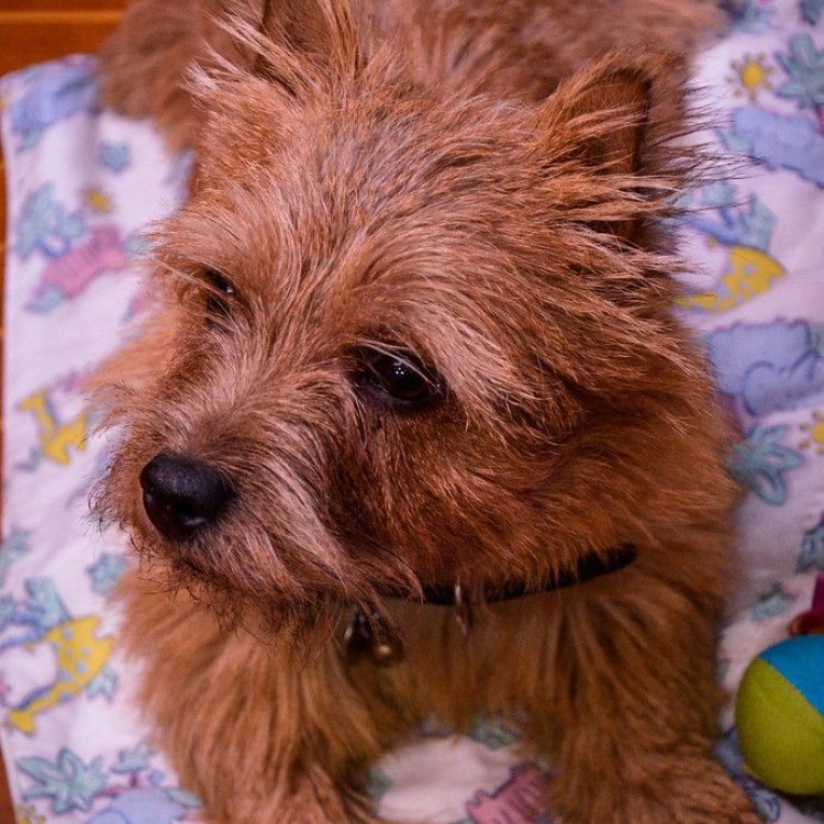 Norwich Terrier: A Loyal and Adorable Companion for Life