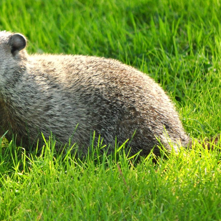 The Adorable Groundhog: Nature's Weather Forecaster