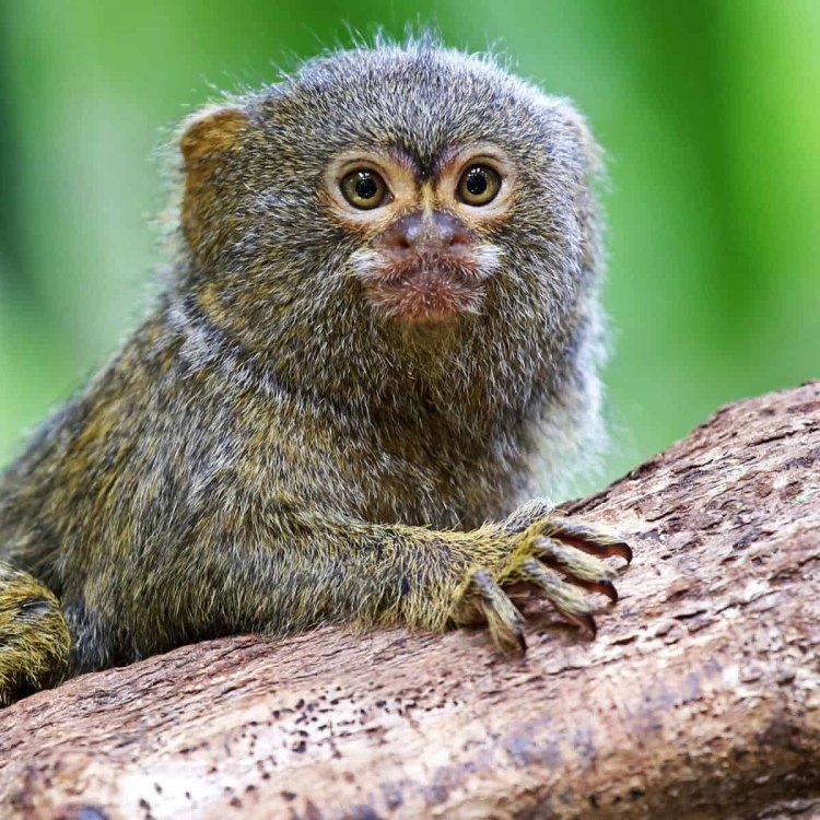 The Pygmy Marmoset: The Smallest Monkey in the World