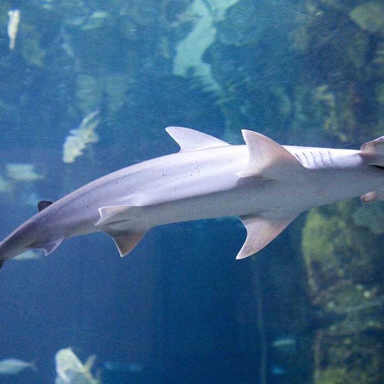 Unlocking the Secrets of the Bonnethead Shark: Nature's Omnivore