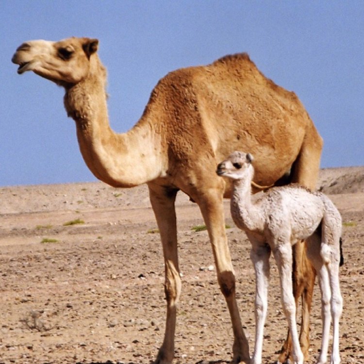 The Fierce and Resilient Dromedary Camel: Surviving in the Harshest Environments