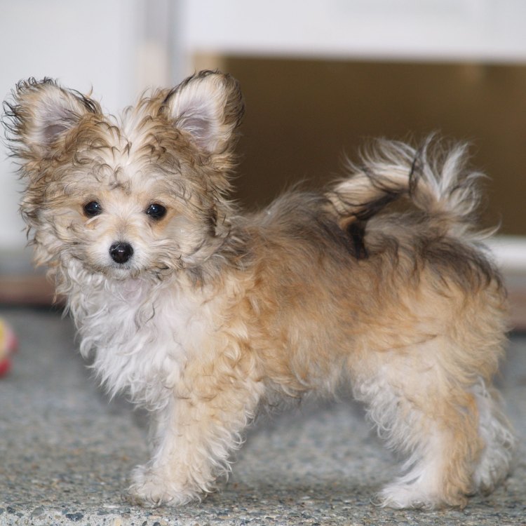 The Adorable Torkie: A Compact and Furry Canine Companion