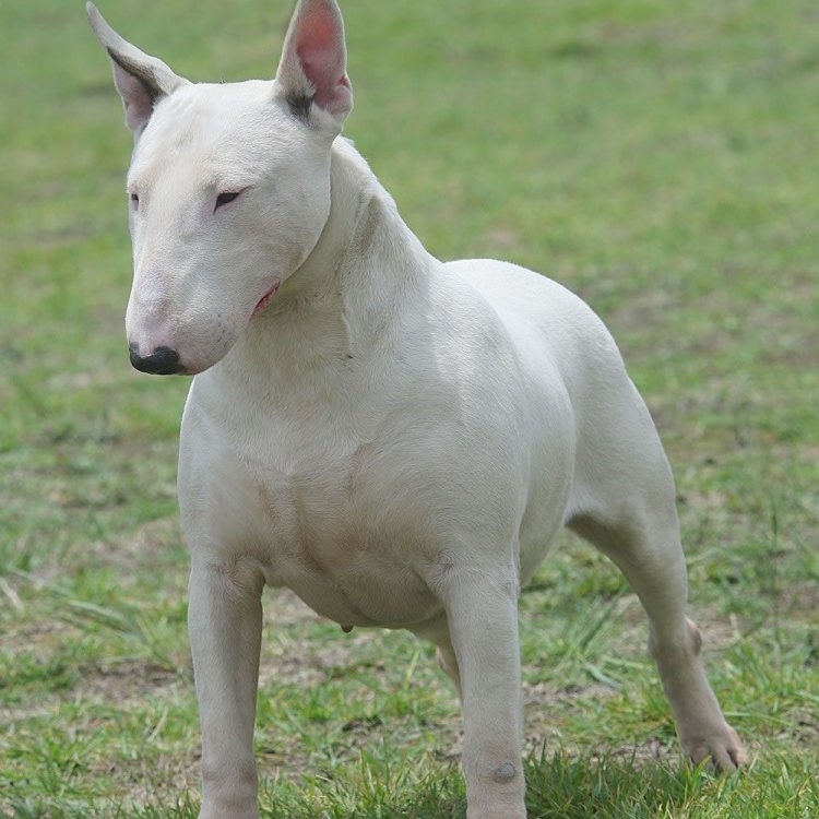 The Unbreakable Bond with the Bull Terrier: An Unstoppable Force of Loyalty and Love