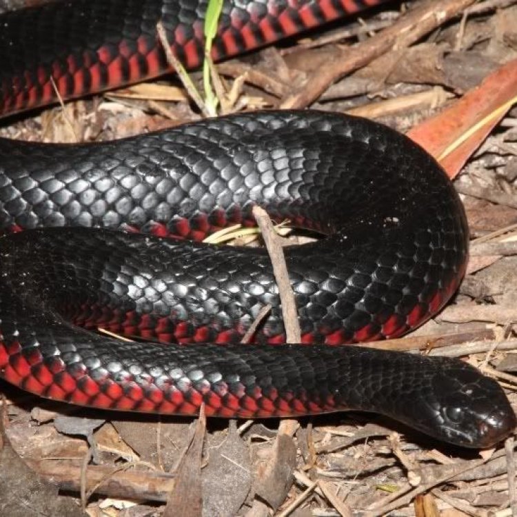 A Closer Look at the Red Bellied Black Snake: A Deadly Beauty of Eastern Australia
