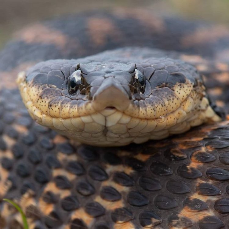 The Fascinating World of the Eastern Hognose Snake