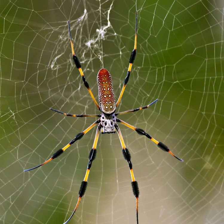 The Fierce and Fascinating World of the Banana Spider