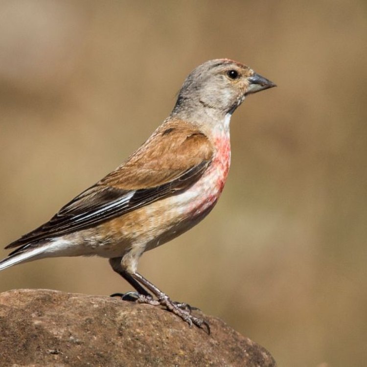 The Beautiful Linnet: A Bird of Song and Color