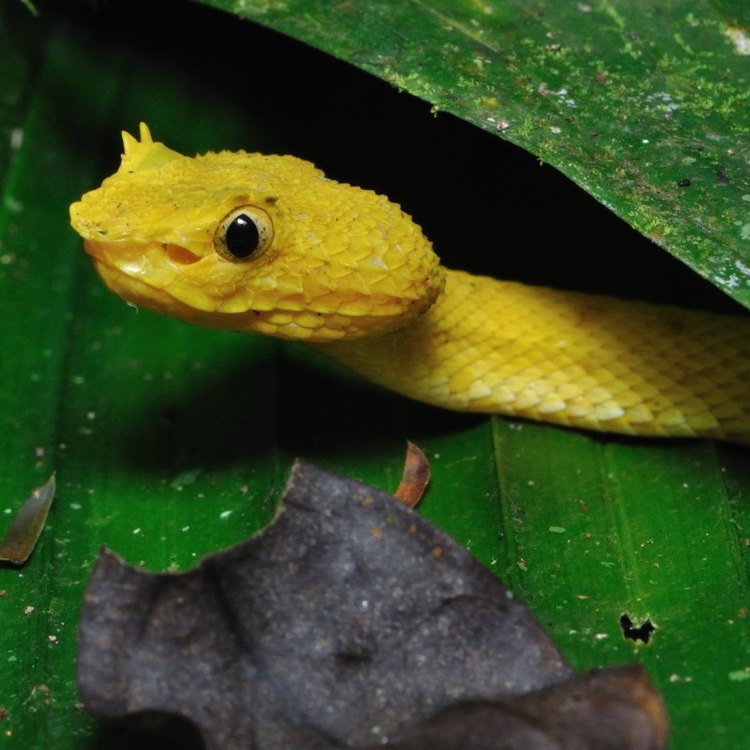 The Striking Beauty and Deadly Nature of the Eyelash Viper