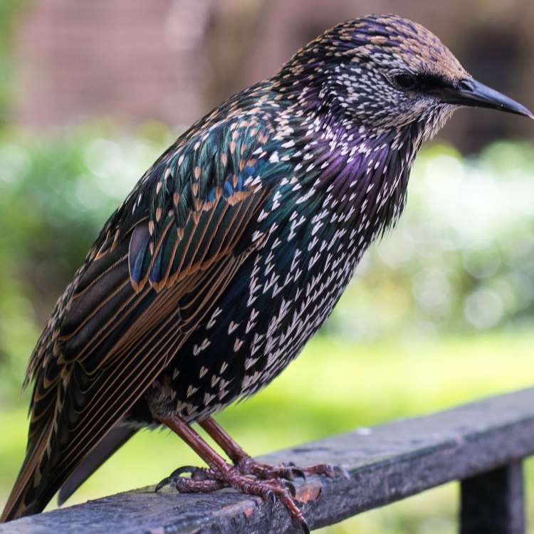The Phenomenal European Starling: Beauty, Adaptability, and Controversy