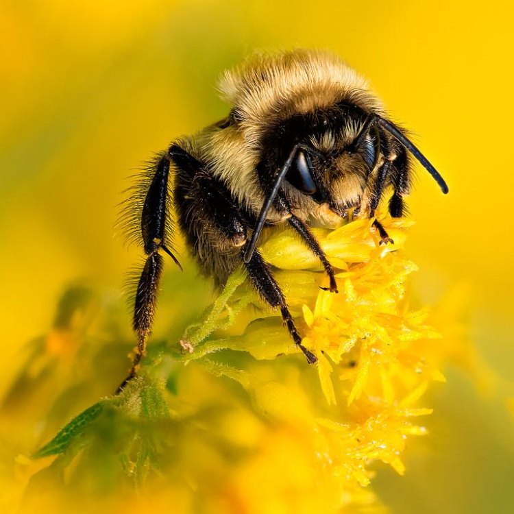 The Fascinating Life of the Barbuts Cuckoo Bumblebee