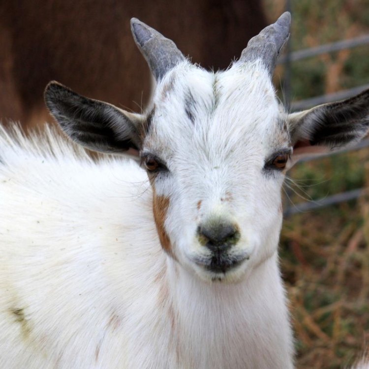 Nigerian Goat: The Jewel of Africa's Grasslands