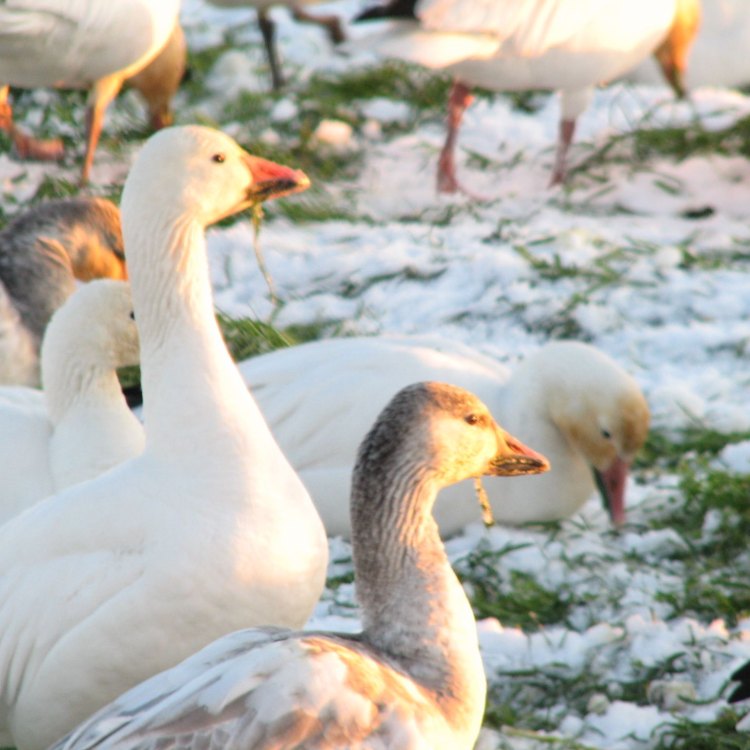 The Fascinating World of the Snow Goose: A Marvel of Nature's Adaptability and Beauty