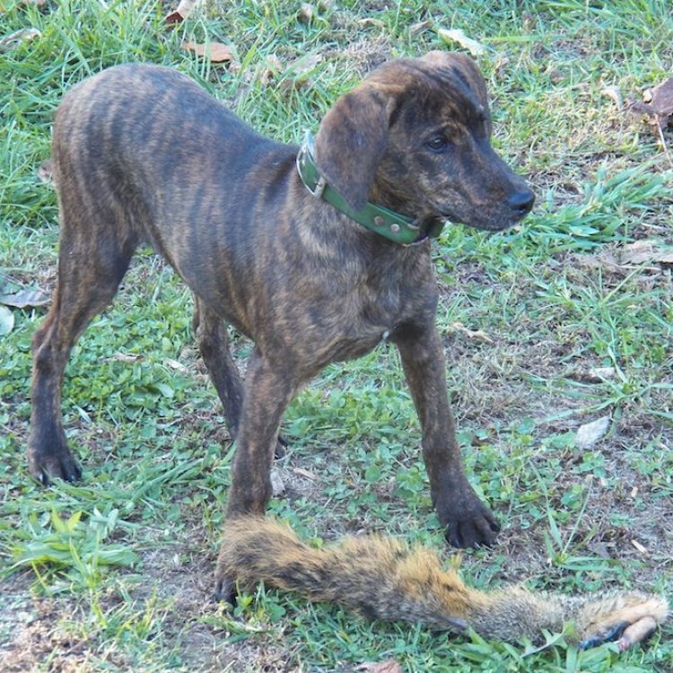 The Treeing Tennessee Brindle: A Medium-Sized Canine with Unique Hunting Skills