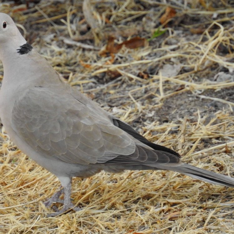The Story of the Dainty and Adaptable Eurasian Collared Dove