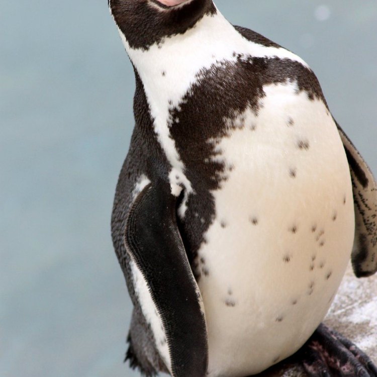 Spheniscus humboldti: Exploring the Enchanting Habits of the Humboldt Penguin