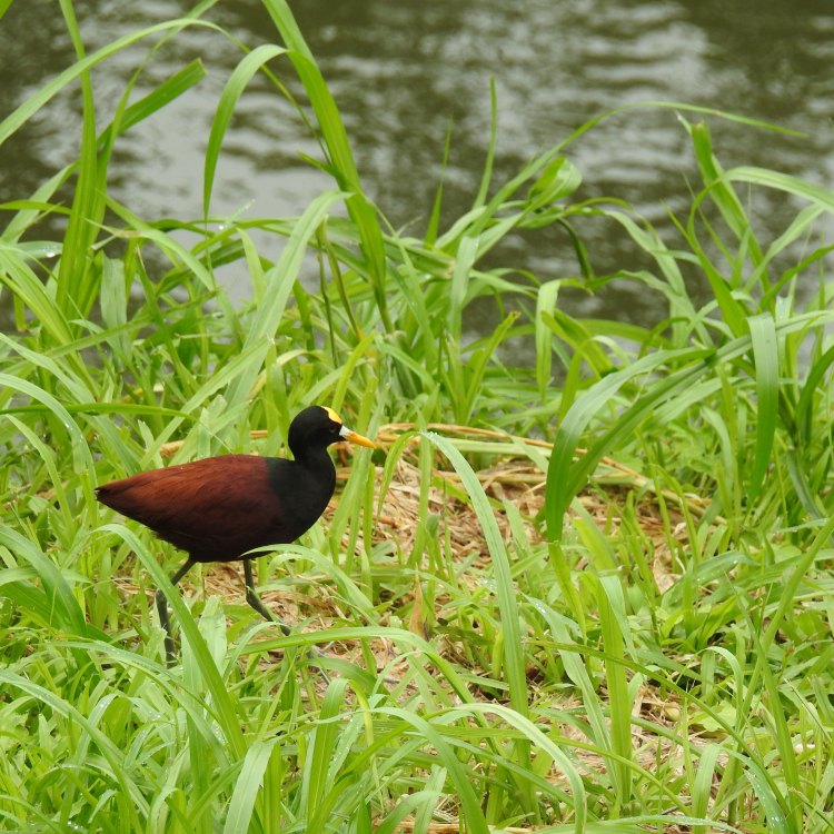 The Fascinating Northern Jacana: A Small Bird with a Big Personality