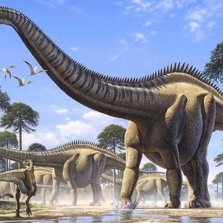 Supersaurus: The Enormous Herbivore of North America