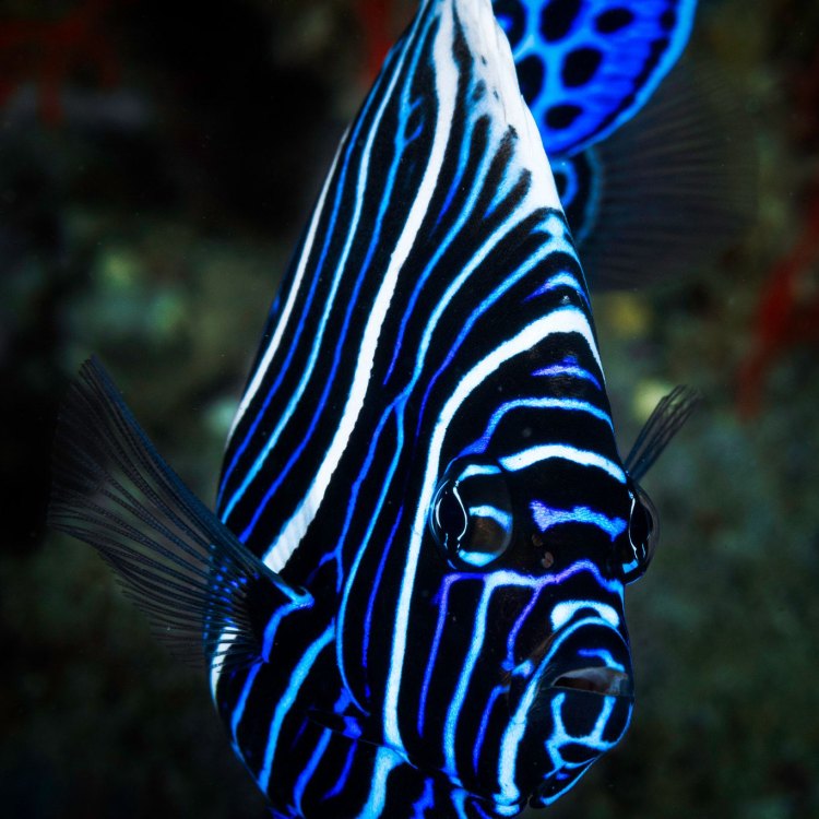 The Stunning Emperor Angelfish: A Jewel of the Sea