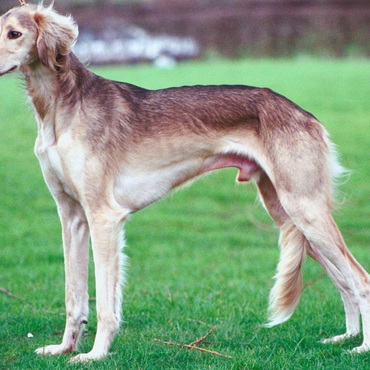 Canis lupus familiaris