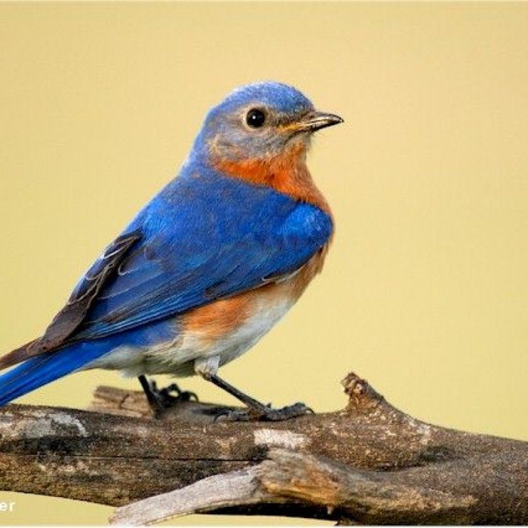 The Magical Eastern Bluebird: The Soul of Eastern North America