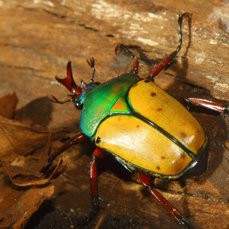 The Fascinating World of Beetles