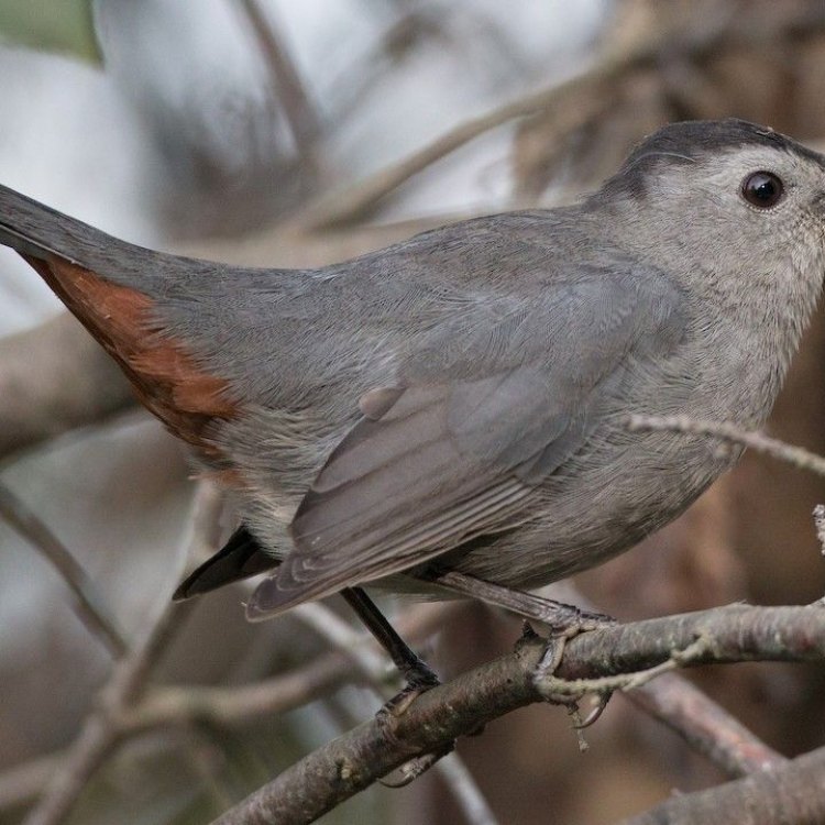 The Charming Gray Catbird: A Master Mimic in the Woodlands of North America