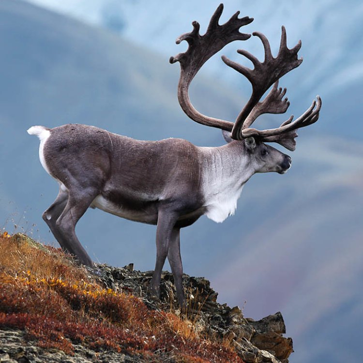 The Magnificent Caribou: How this Arctic Icon Survives in a Challenging Environment