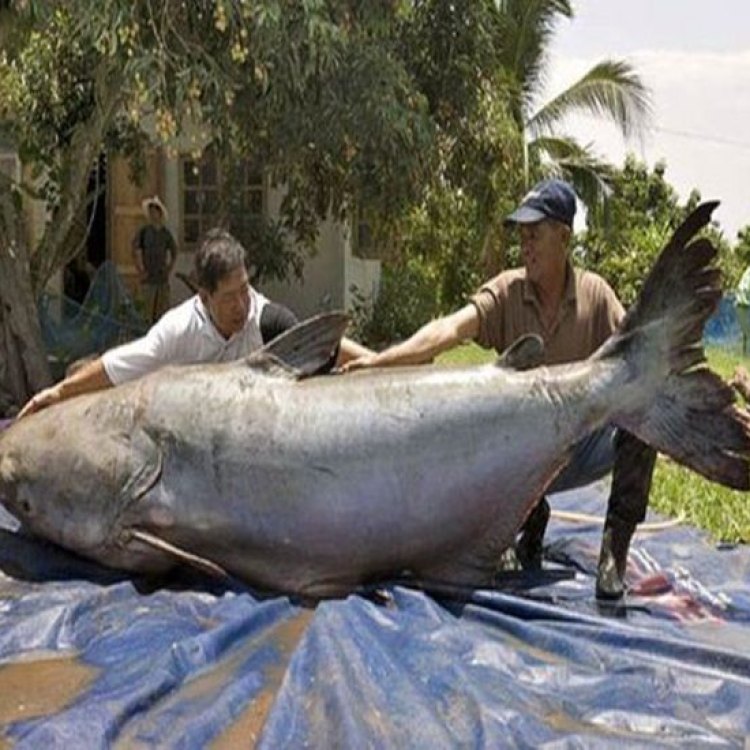 The Unique and Magnificent Mekong Giant Catfish: The Gentle Giant of Southeast Asia
