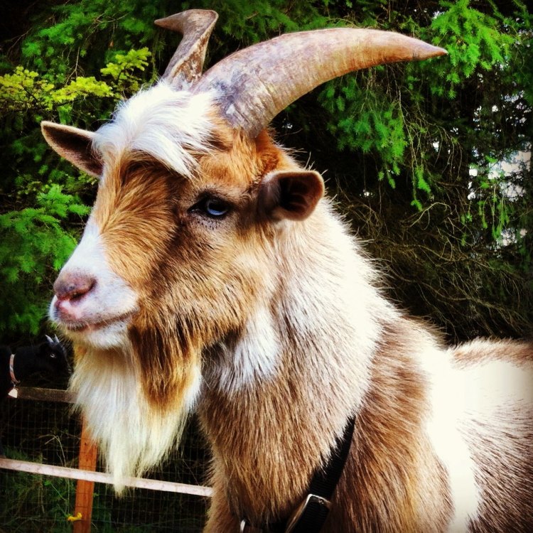 The Versatile and Adaptable Goat: A Closer Look at the Capra aegagrus hircus