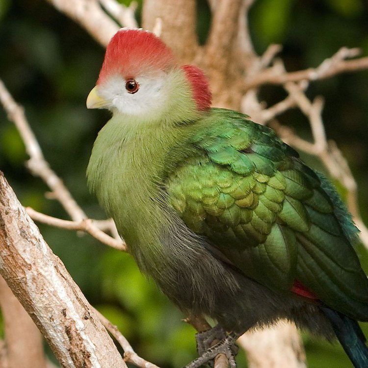 Ross's Turaco: The Vibrant and Colorful Bird of Central and West Africa
