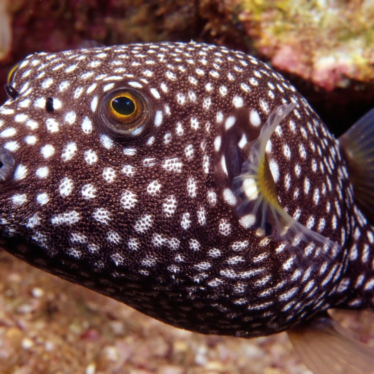 The Fascinating World of the Pufferfish