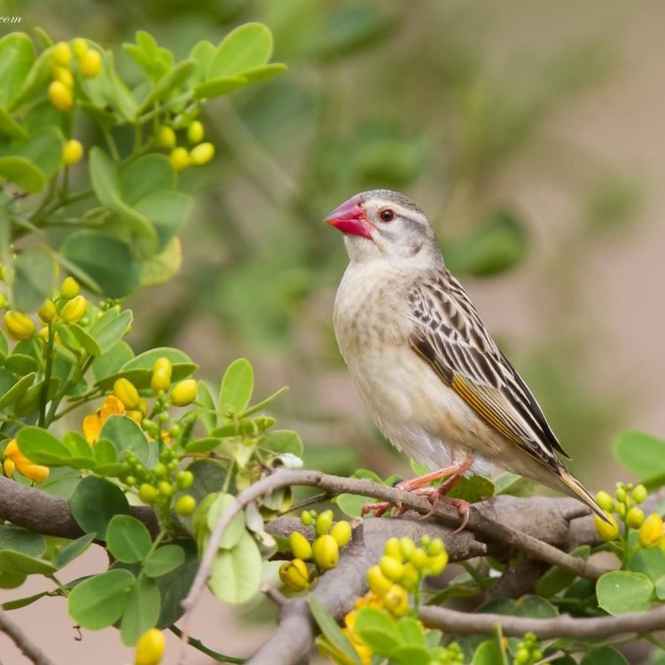 The Fascinating World of the Red Billed Quelea Bird