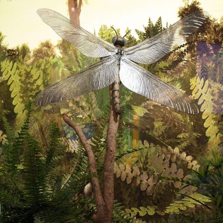 The Magnificent and Mythical Meganeura: Exploring the Giant Dragonfly