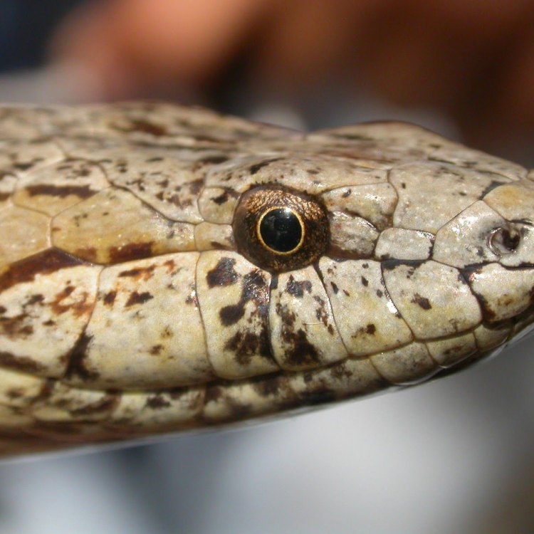 The Remarkable Story of the Endangered Antiguan Racer Snake