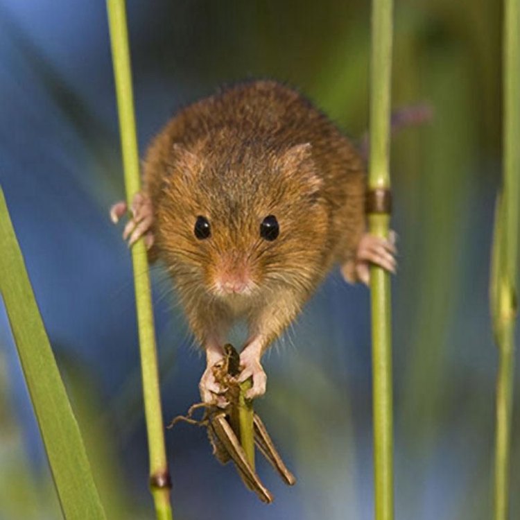 The Mighty Hunter: Discovering the Fascinating World of the Grasshopper Mouse