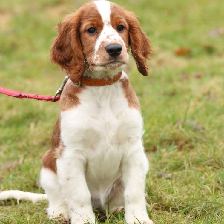 The Endearing Welsh Springer Spaniel: A Charming Companion for Life