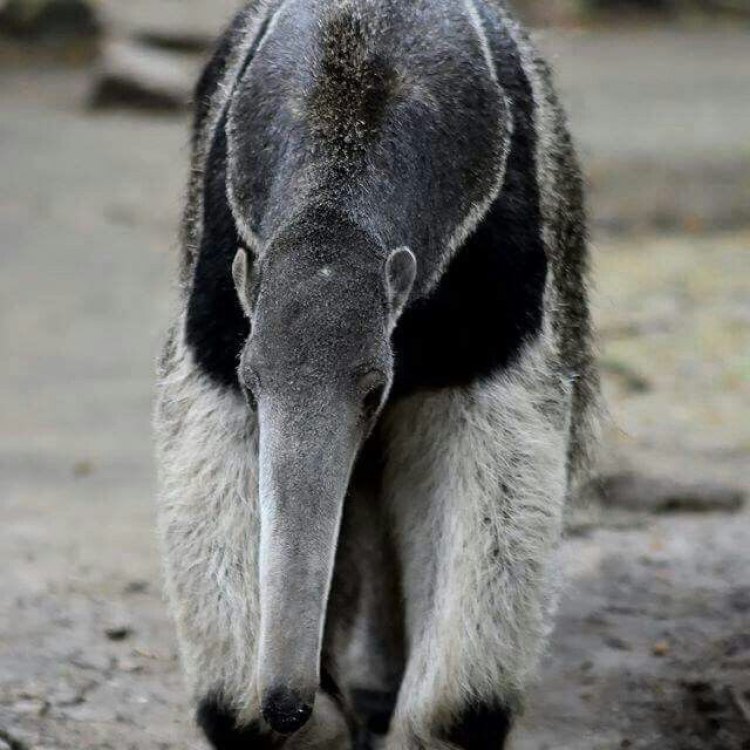 The Fascinating Giant Anteater: A Hunter of the Insect World