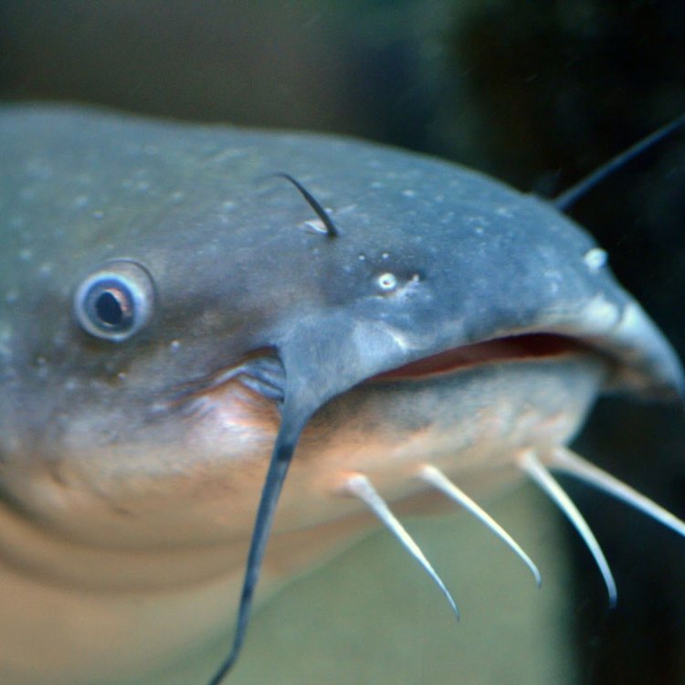 Welcome to the World of the White Catfish: A Mysterious and Misunderstood Freshwater Fish