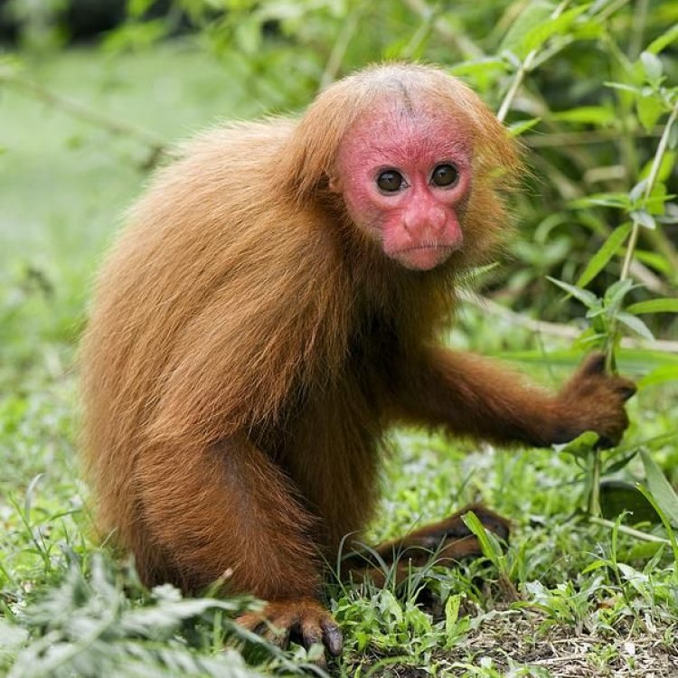The Uakari: The Vibrant Primate of the Amazon Rainforest