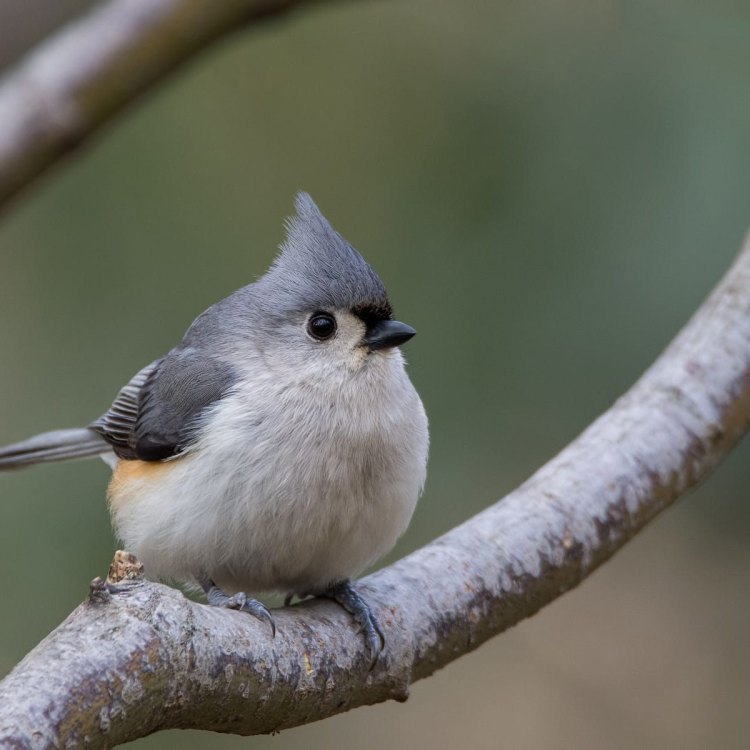The Curious and Clever Tufted Titmouse: A Bird of the Eastern and Central Forests