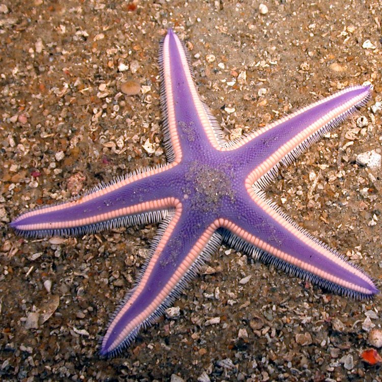 The Amazing World of Starfish: A Marvel of the Sea