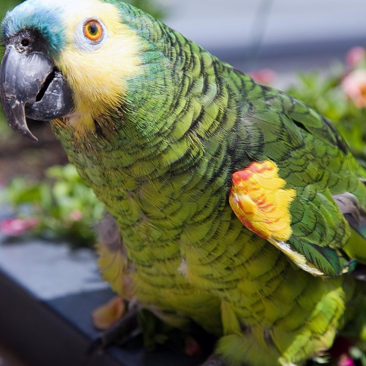 The Fascinating World of Amazon Parrots