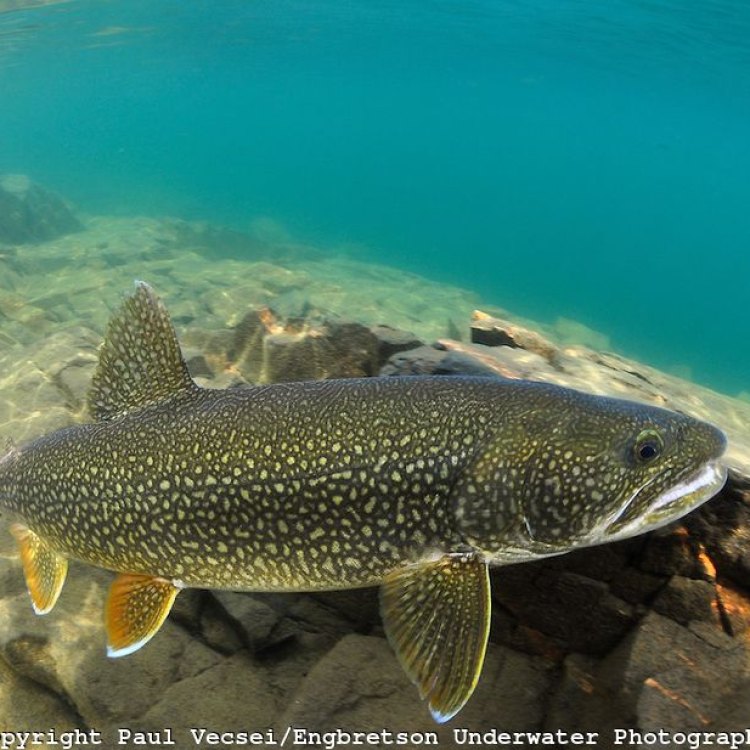 The Majestic Lake Trout: An Icon of North American Freshwater Lakes