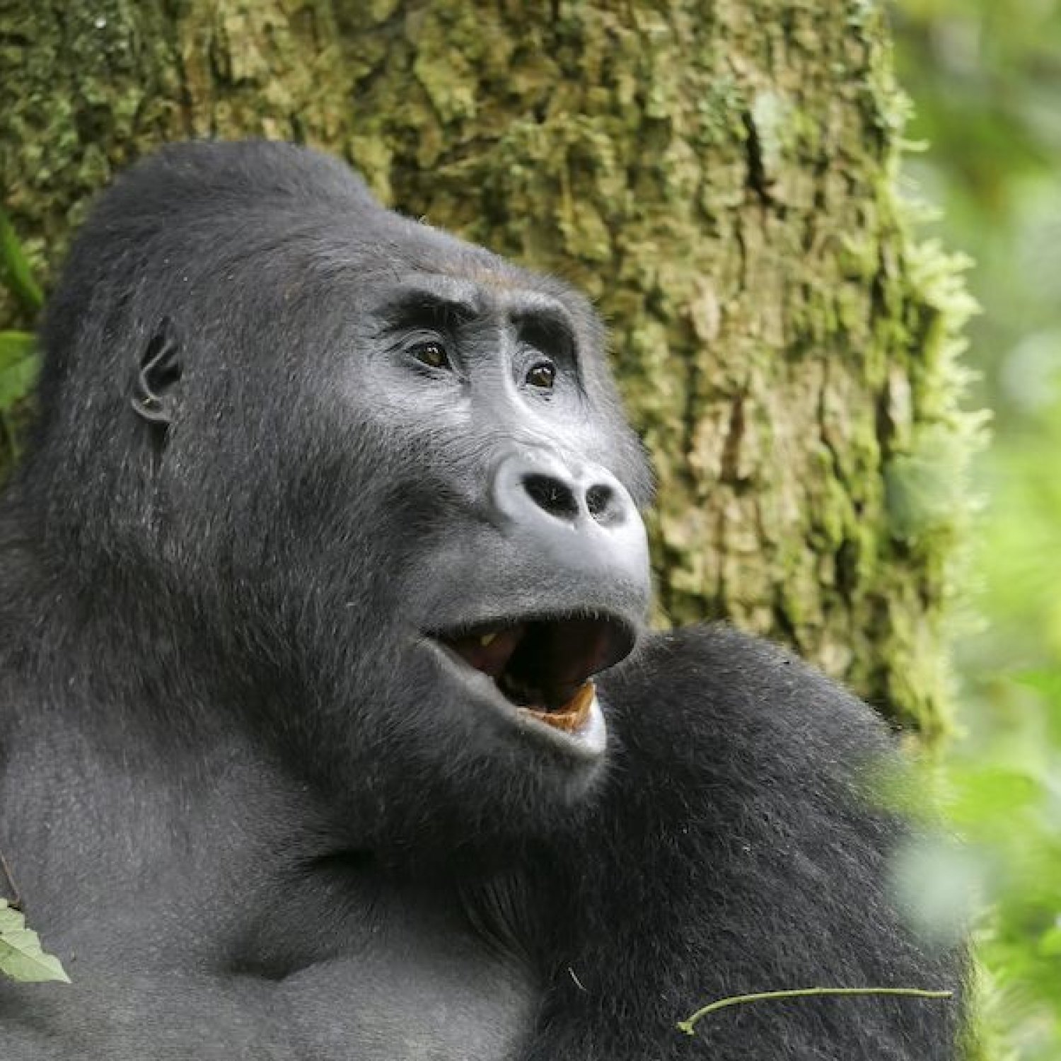 Eastern Lowland Gorilla