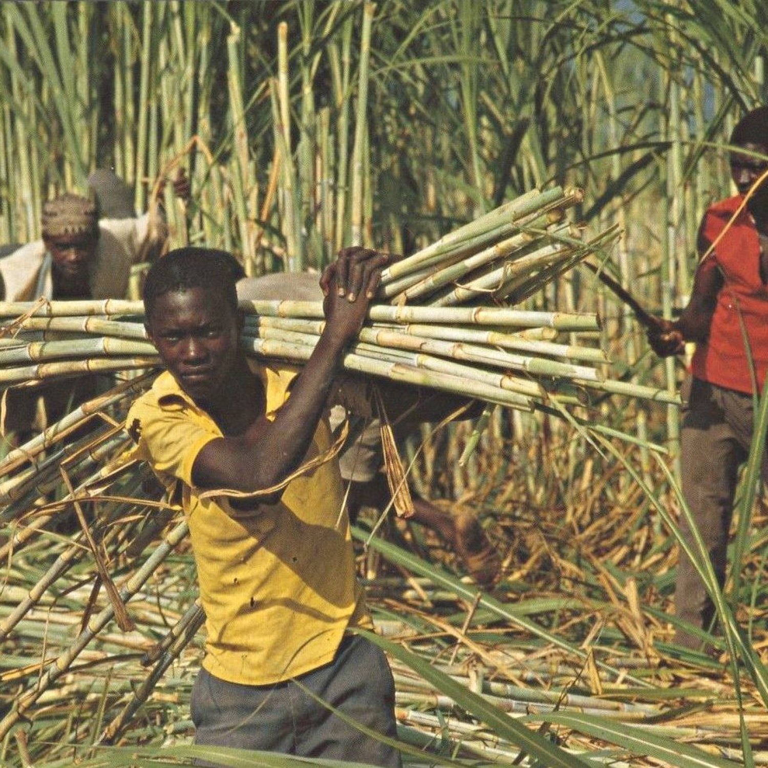 African Sugarcane Borer