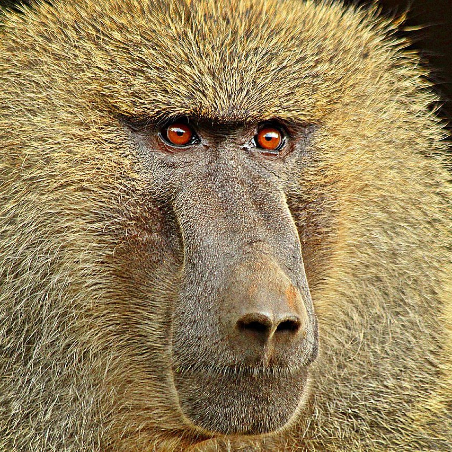 Olive Baboon