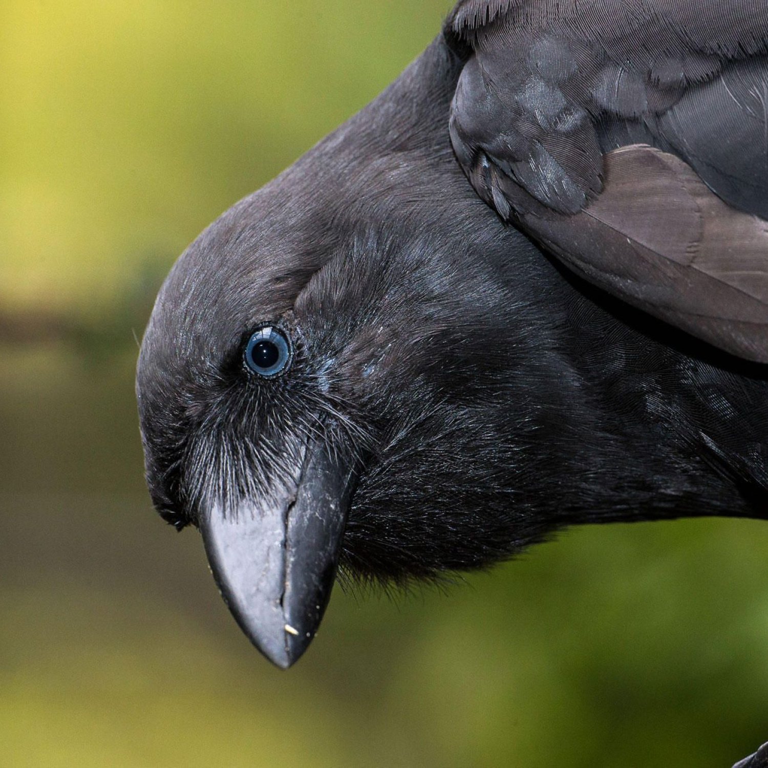 Hawaiian Crow
